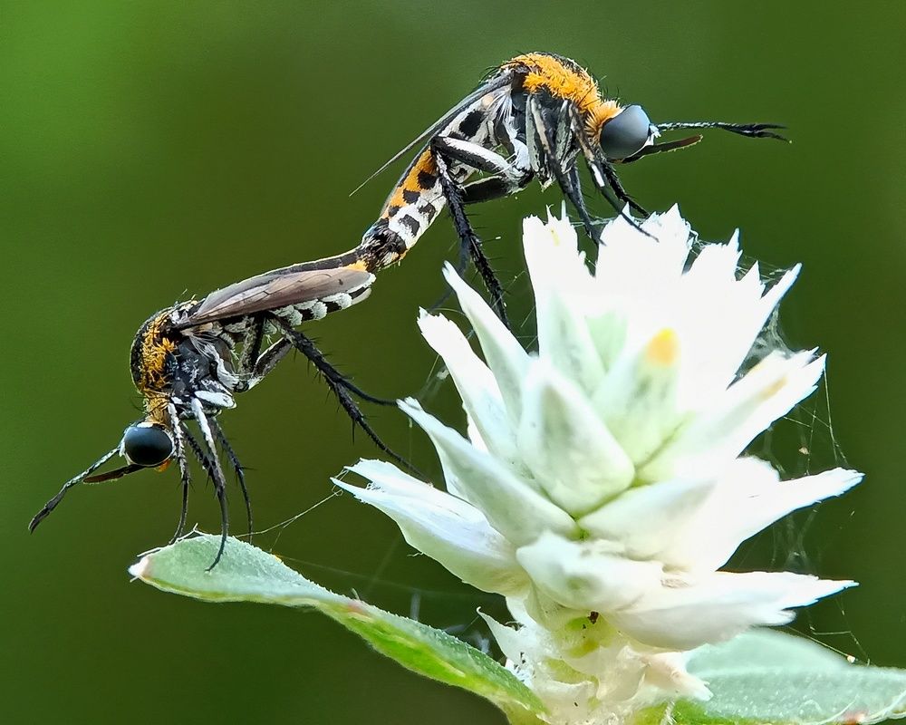 Photograph by Zaki Purnomo