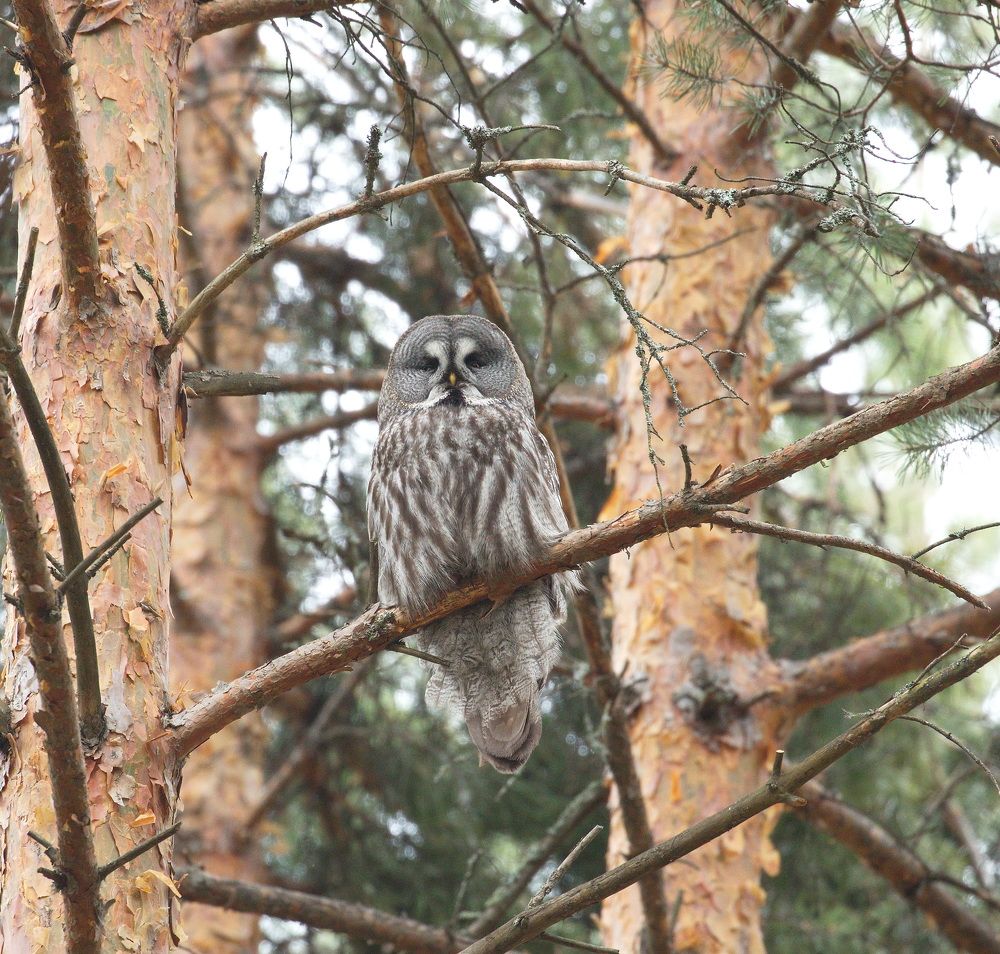 Фотография автора Aricha