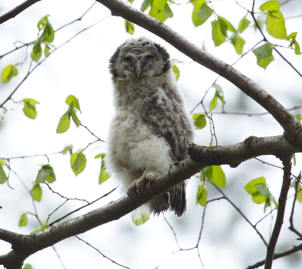 Фотография автора Aricha