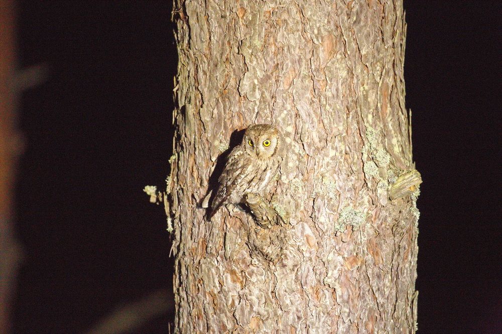 Фотография автора Aricha