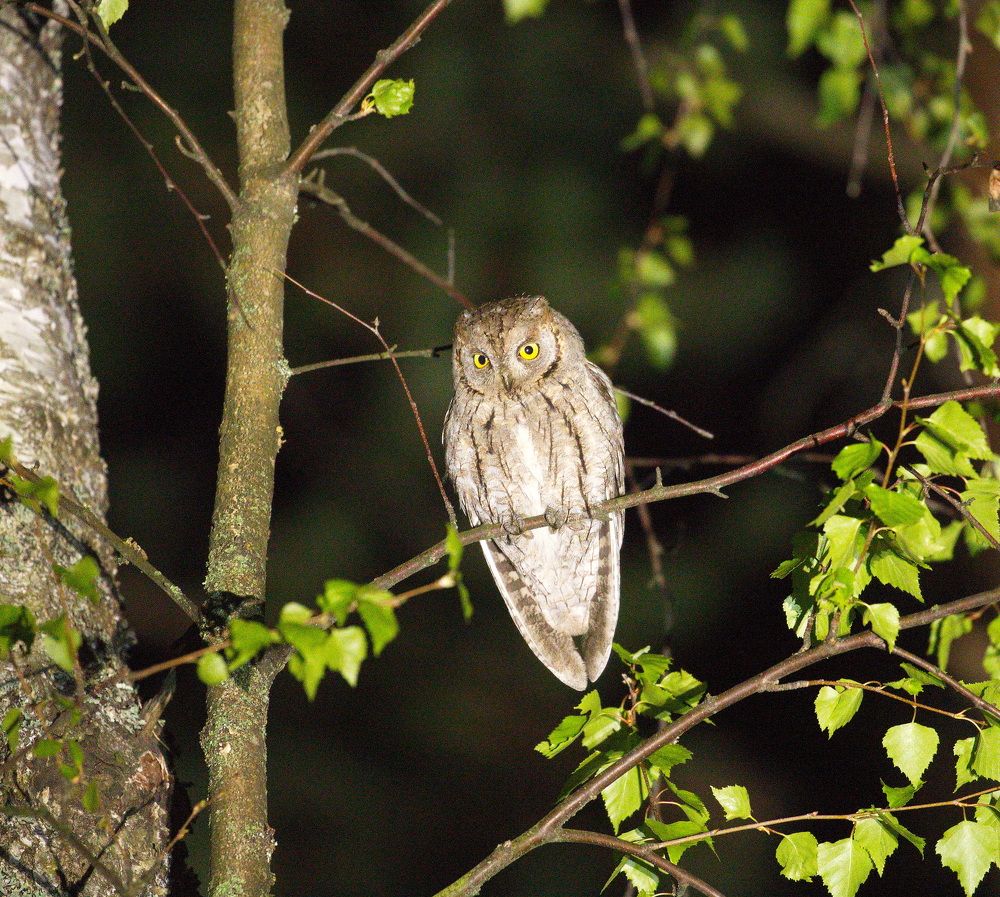 Фотография автора Aricha