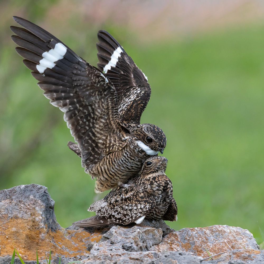Querequeté (Chordeiles gundlachii)