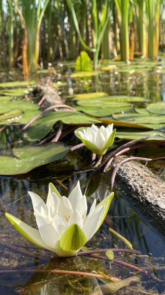 Photograph by Светлана Хохлова