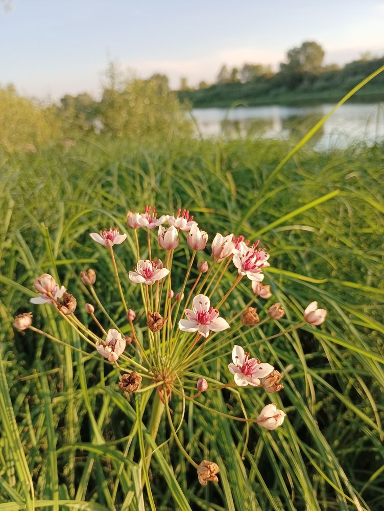 Цветок у реки на закате