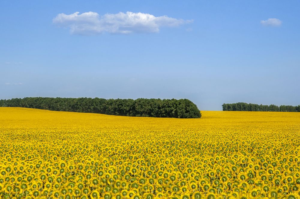 СОЛНЕЧНЫЕ ПОЛЯ ПОДСОЛНУХОВ