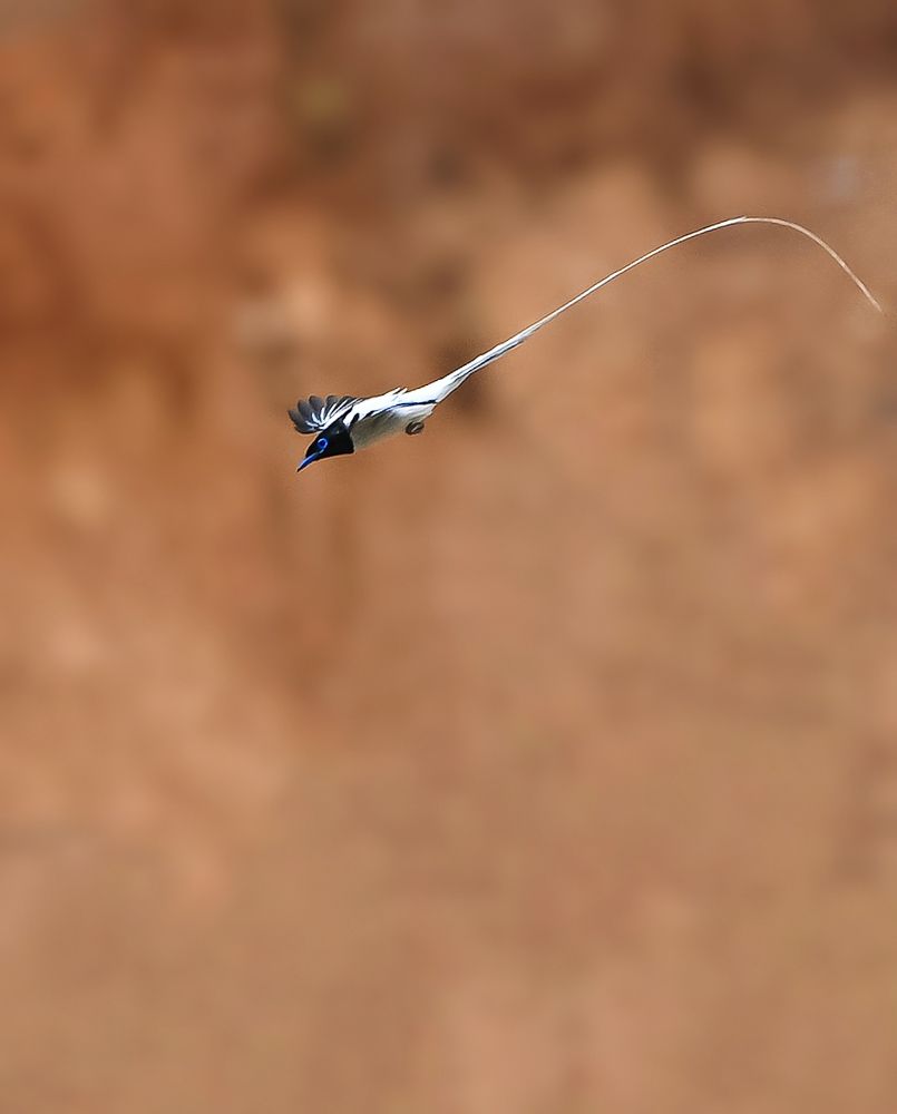 Indian paradise flycatcher(Male)