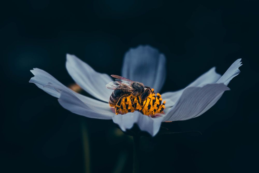 Photograph by Hai ling