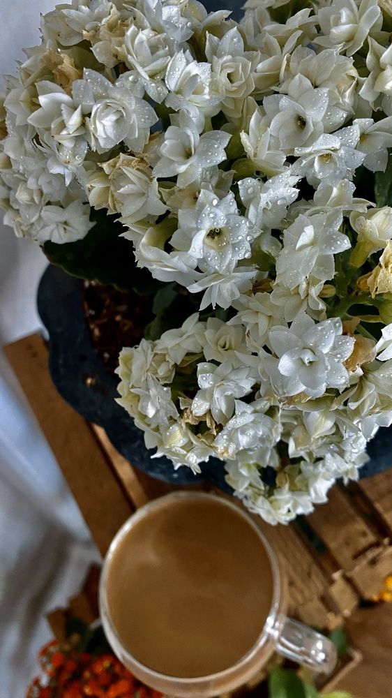 Фотография автора shima tabatabai