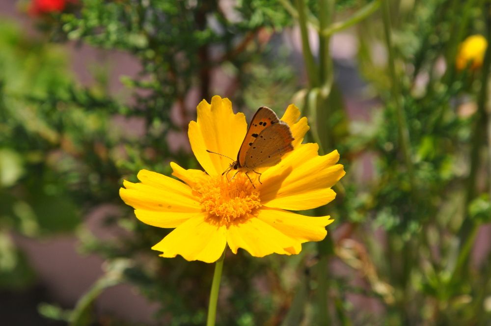 Photograph by SANDEEP KUMAR SHARMA SHARMA