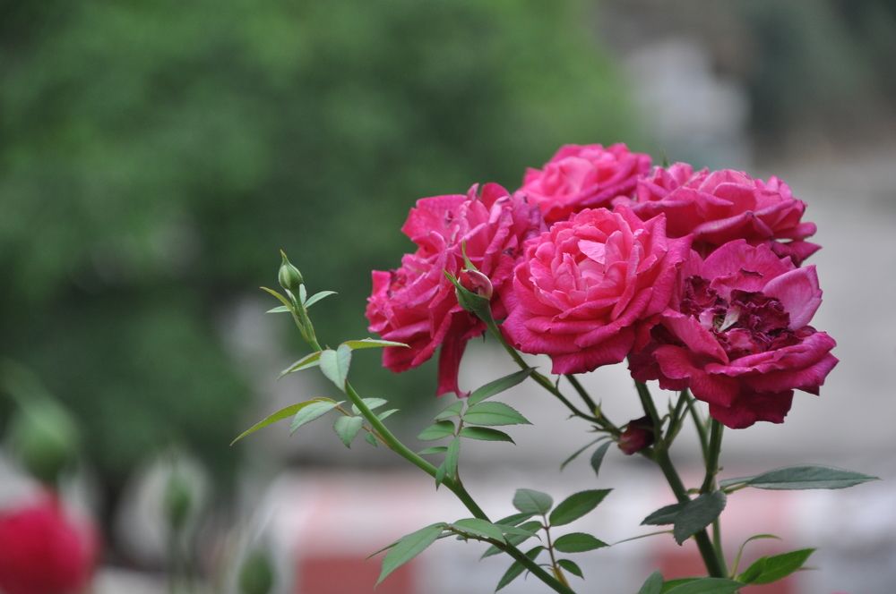 Photograph by SANDEEP KUMAR SHARMA SHARMA