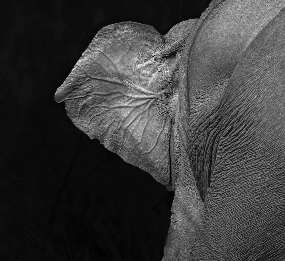 Фотография автора Saurabh Dhanorkar