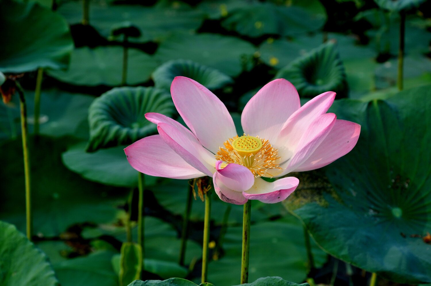color and beauty