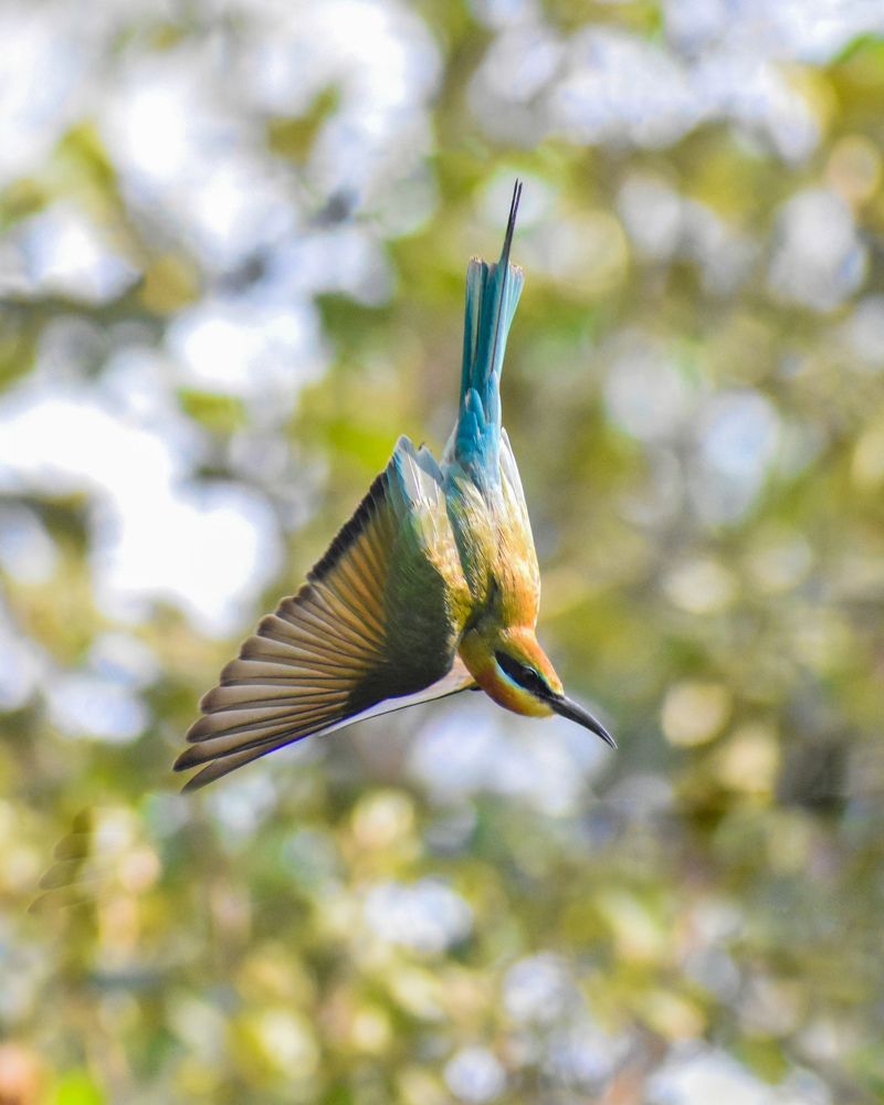 Photograph by Ajeesh A