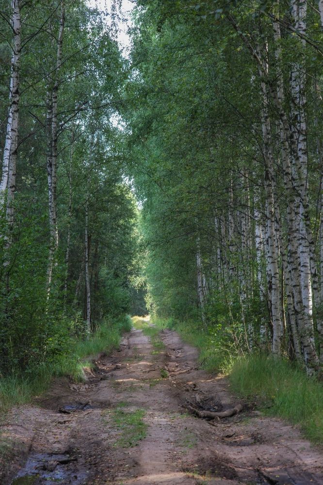 Берёзовая тропа