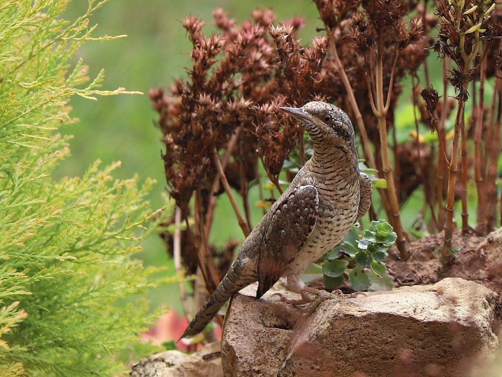 Вертишейка прислушивается