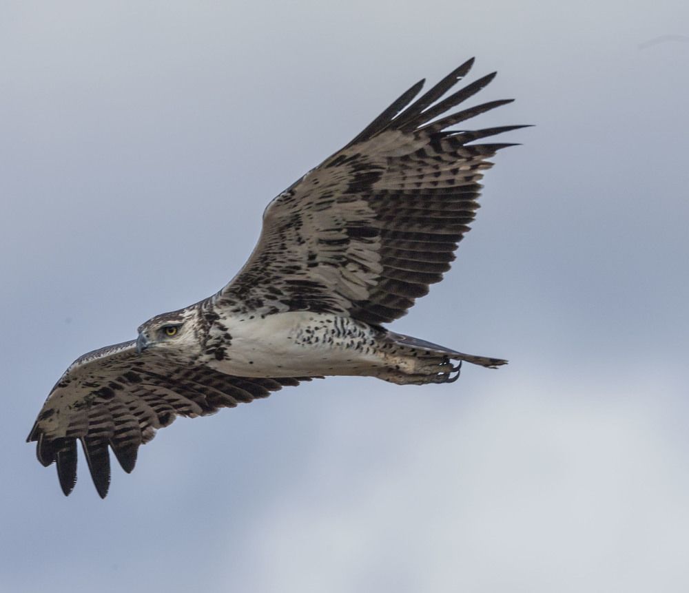 Фотография автора Oskars Smelins