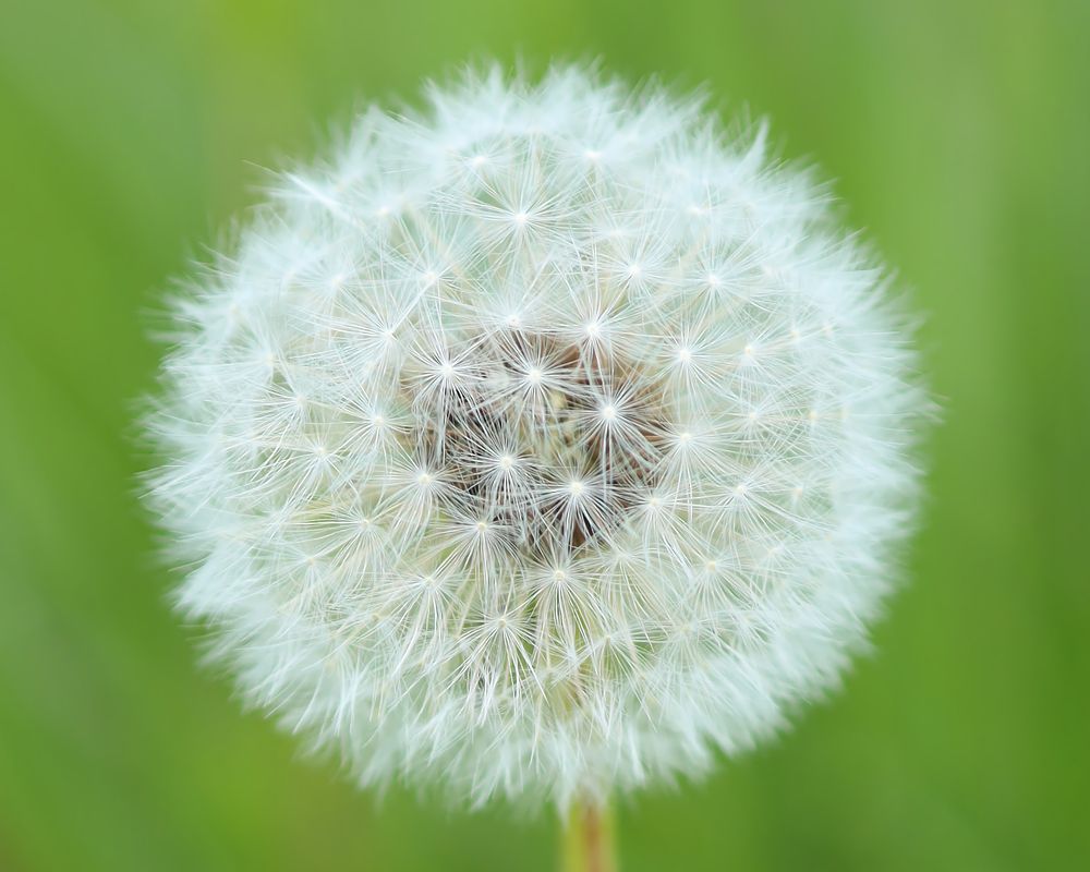 Одуванчик
