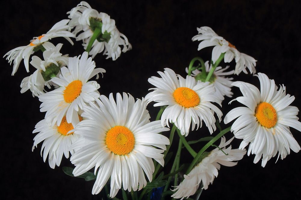 Натюрморт с цветами