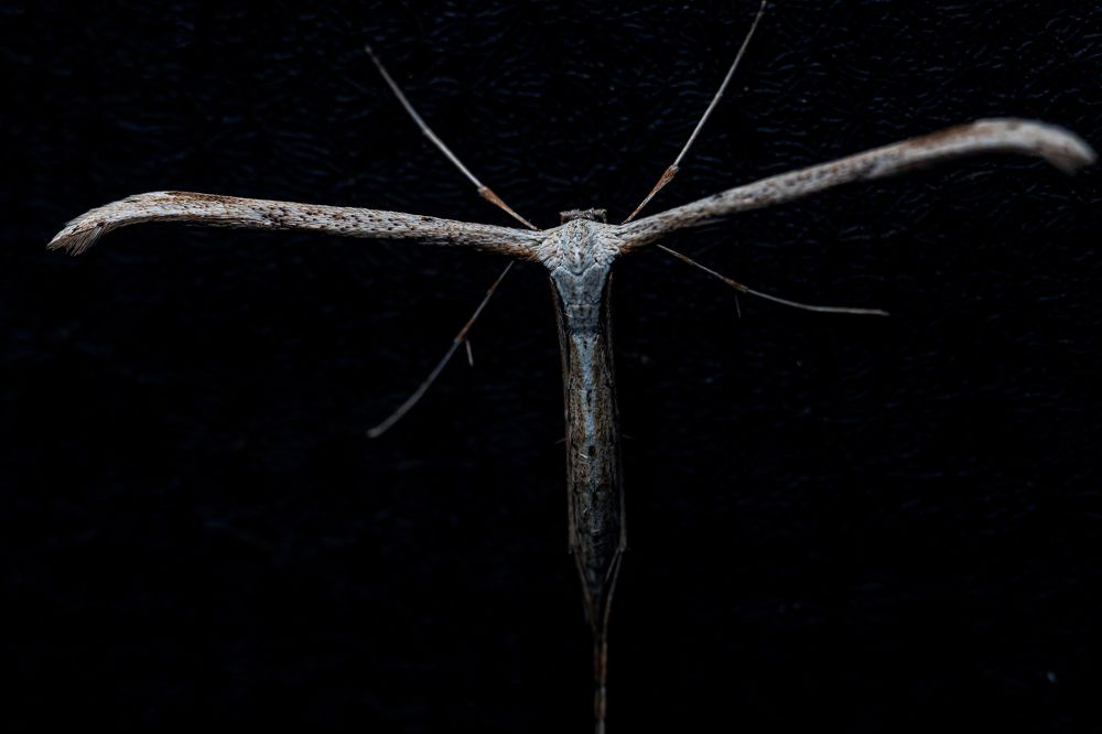 Пальцекрылка