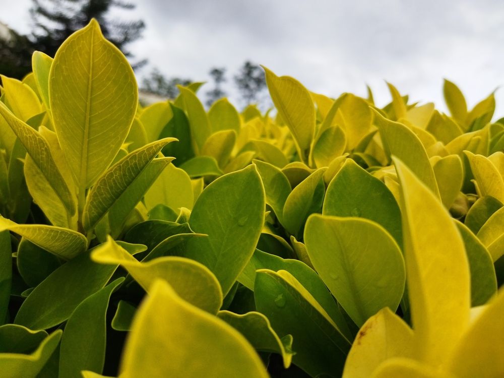 Фотография автора MEVIN KANISHKAR