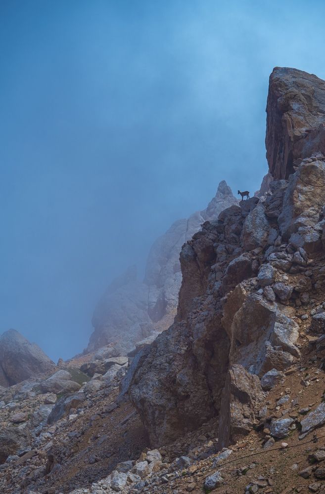 Goats on Dagestan’s mountains