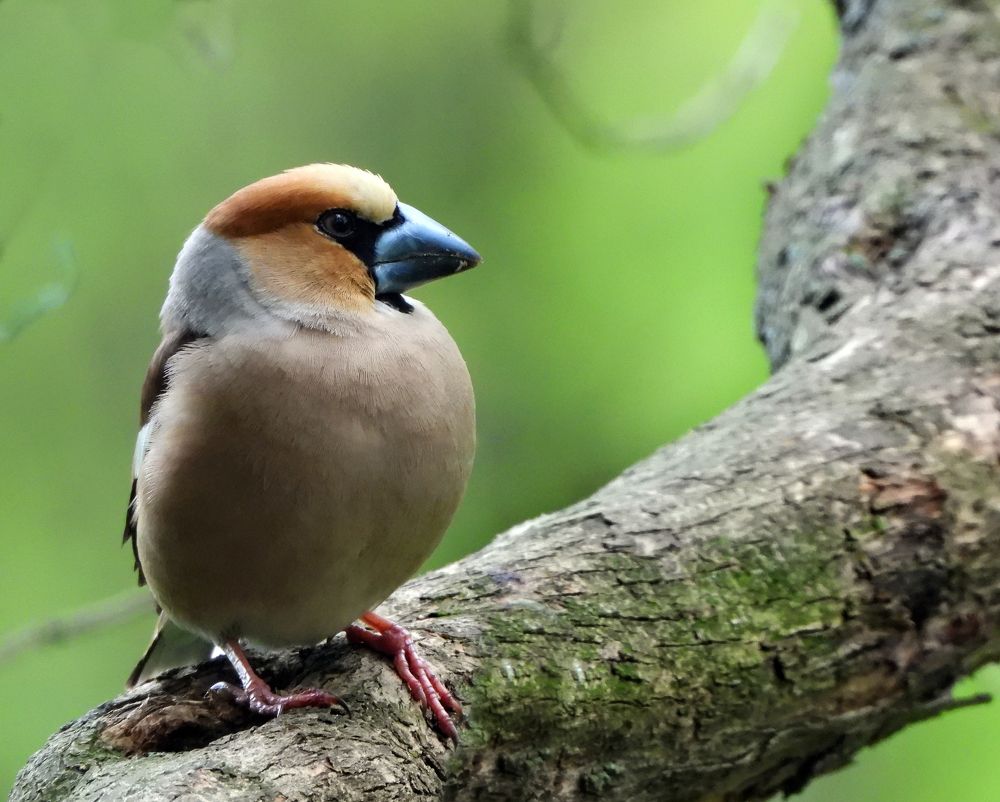 Photograph by Татьяна ТУРСКАЯ