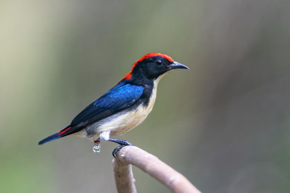 Photograph by Parthasarathi Chakrabarti