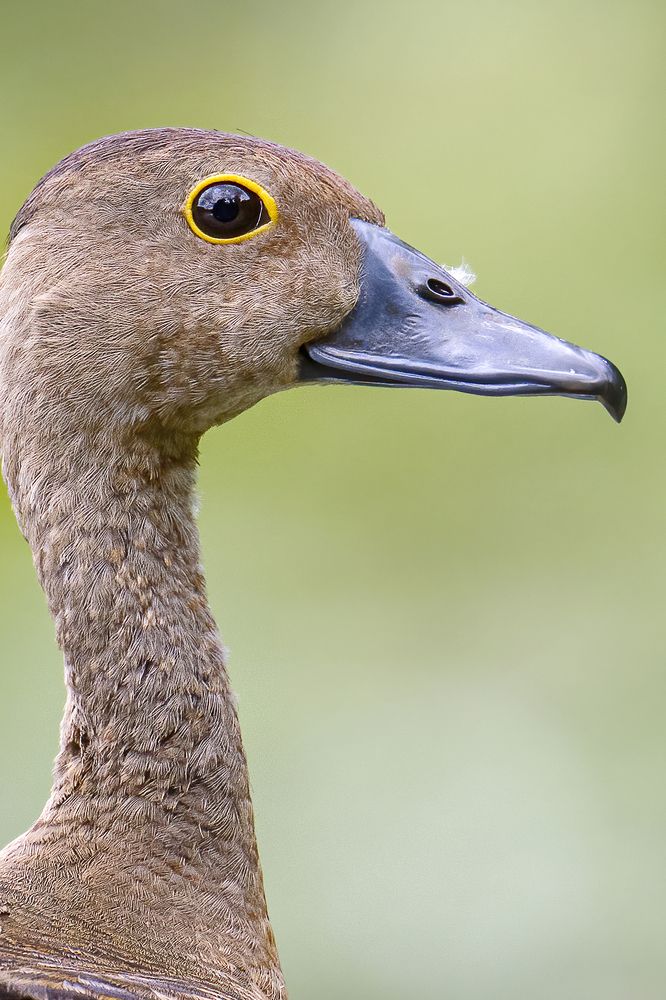 Photograph by Parthasarathi Chakrabarti