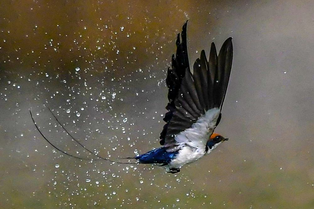 Photograph by Satirtha Ghosh