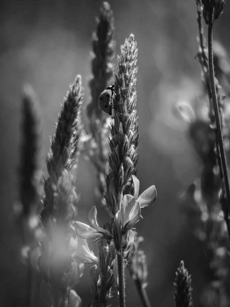 Photograph by Ashkan Bahrami