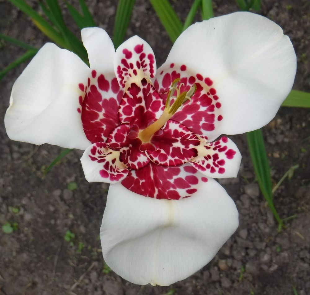 Photograph by Елена Сухорученкова