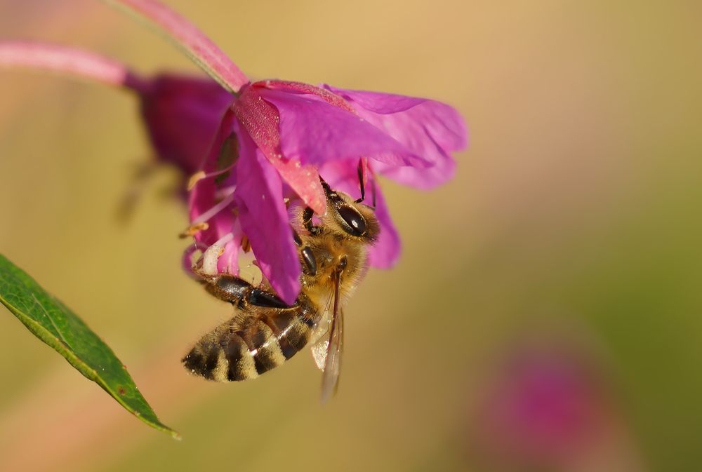Фотография автора Галина