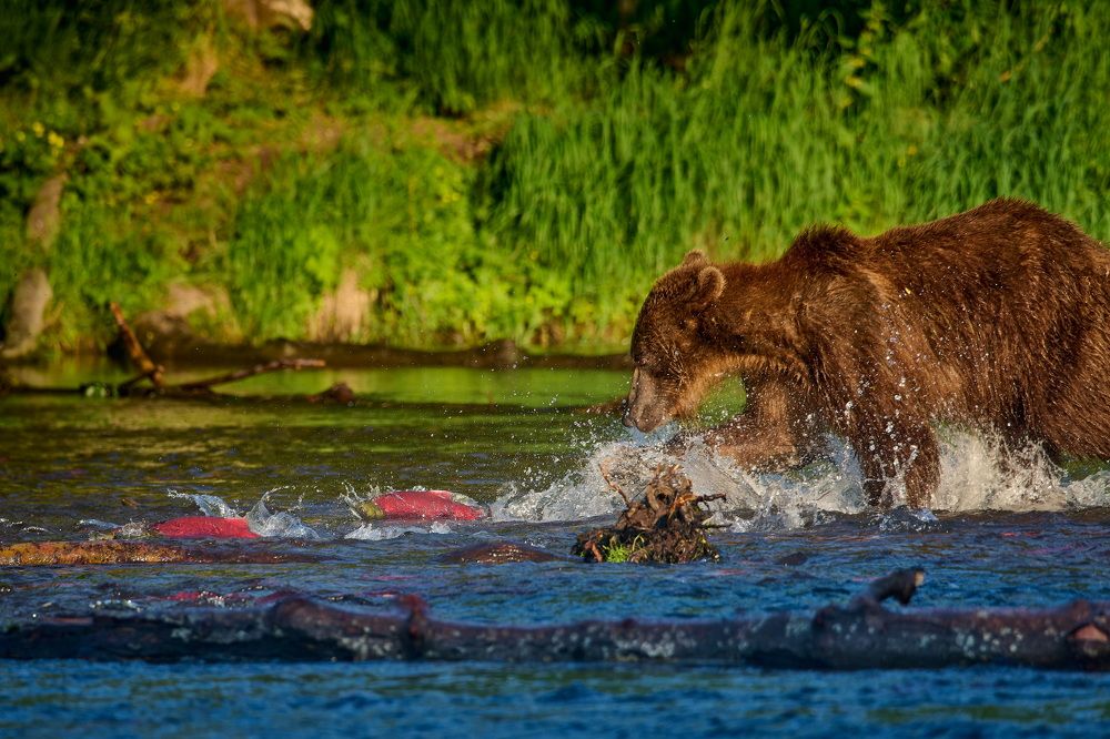 Трудный  выбор!