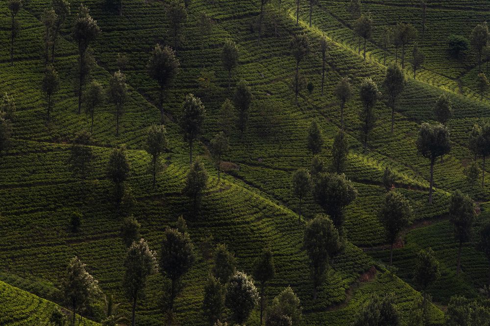 Photograph by Thuvarakan Amirthalingam