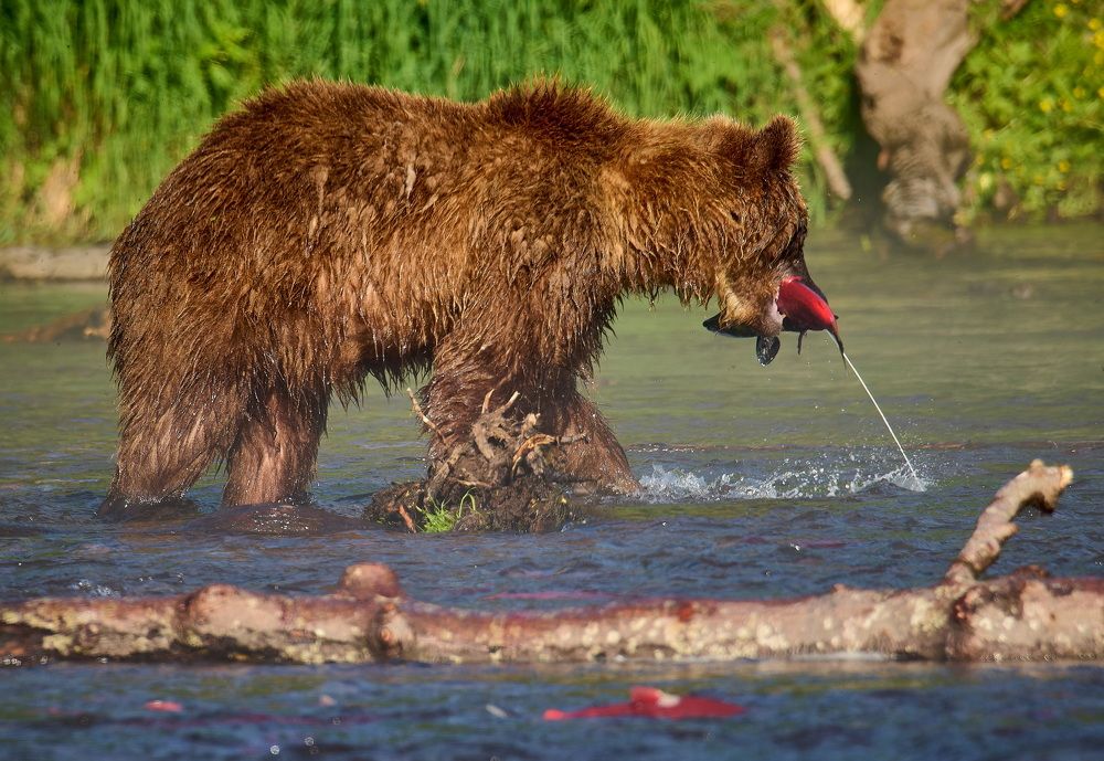 Медведь биолог