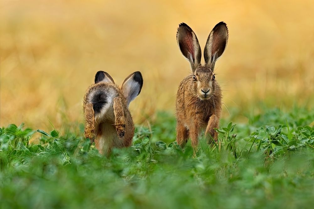 You're running in the wrong direction