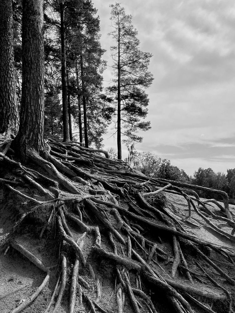 Photograph by Ирина Серегина