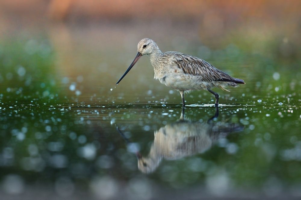 morning by the water