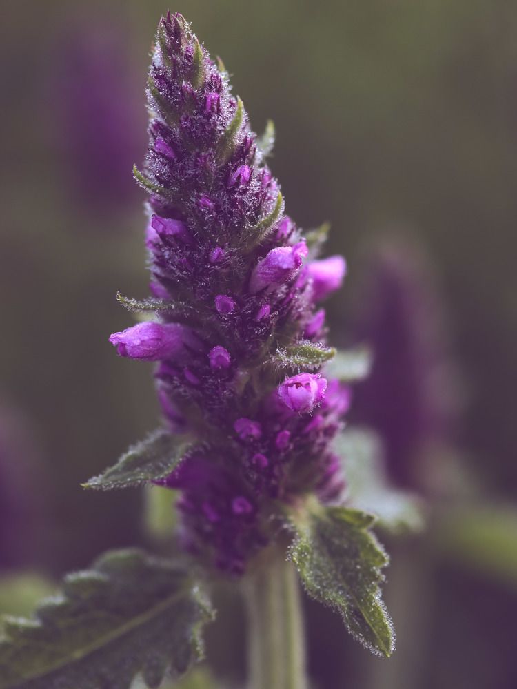 Photograph by Юлия Чиботарь