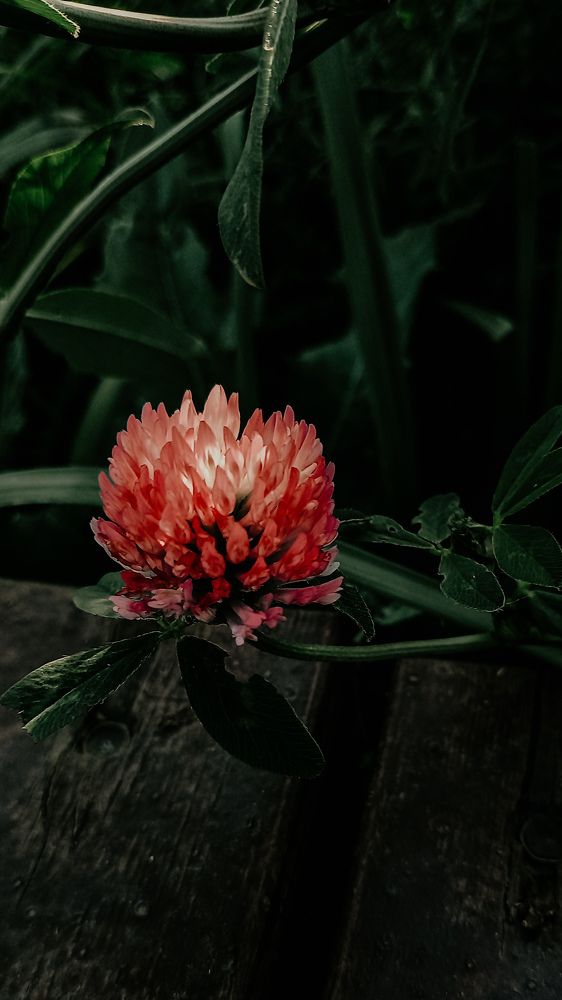 Photograph by Альбина Муртазина