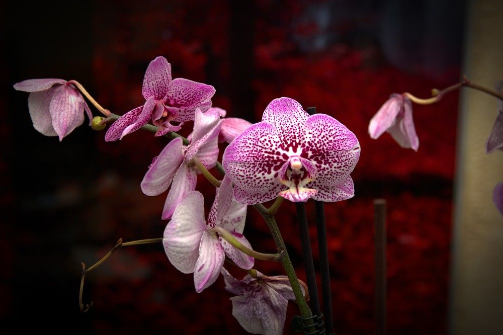 Photograph by Mikhail Levin