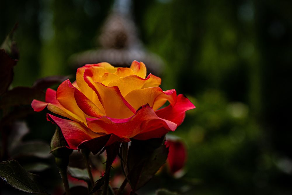 Photograph by kamran shirzad