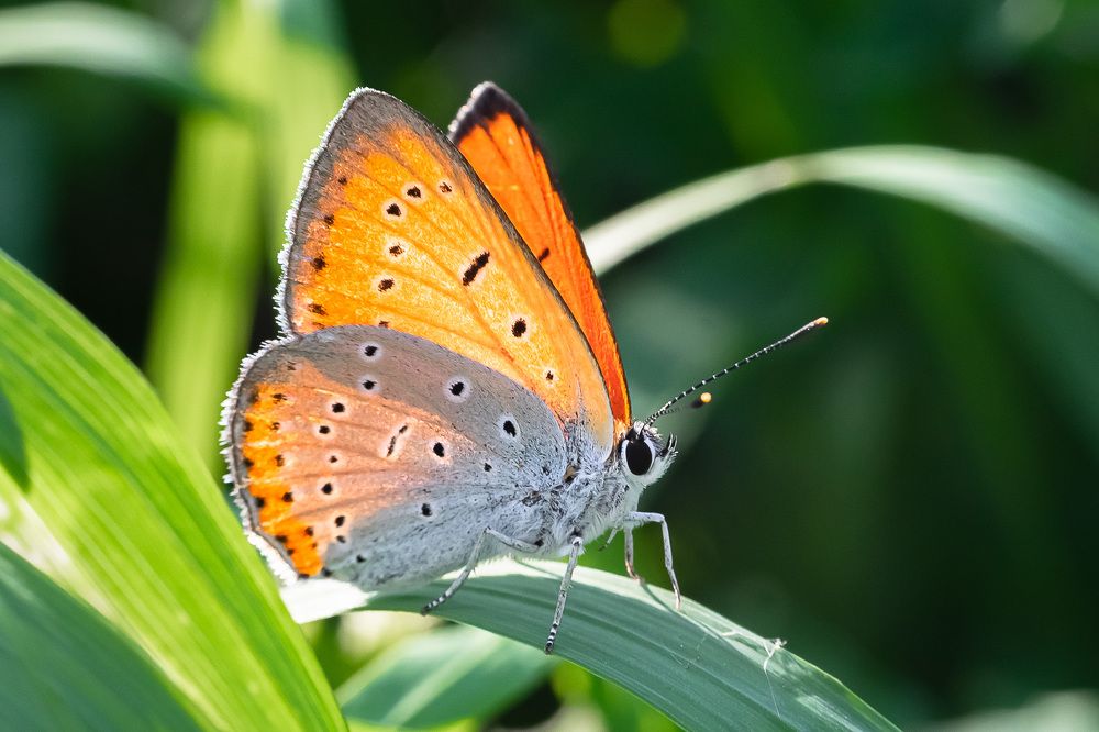бабочка Огненный червонец.