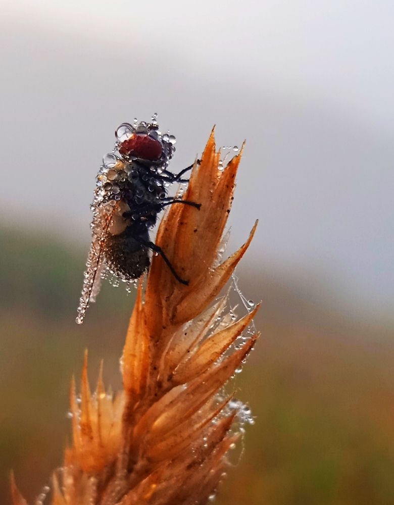 Муха-Цокотуха