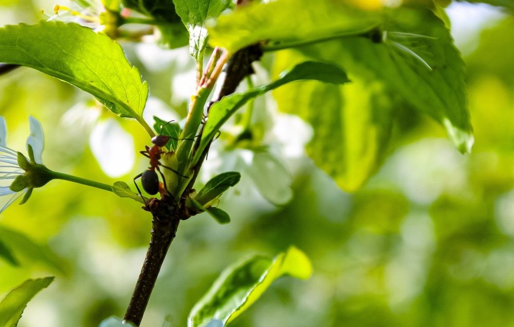 Photograph by Эльвира Куликова