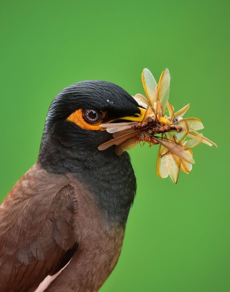 Common myna.