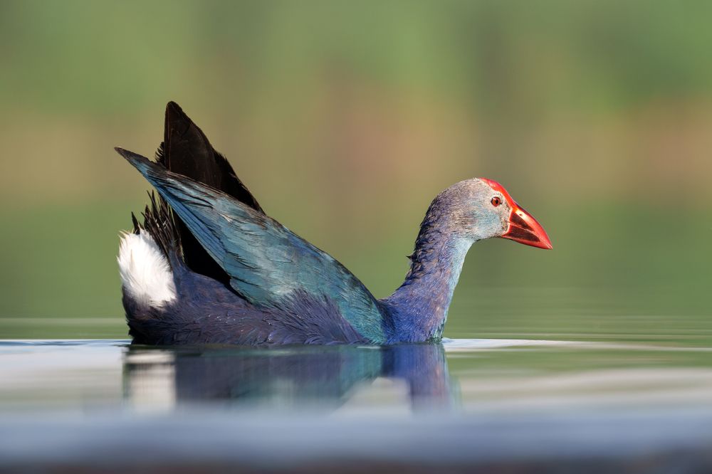 Swamp hen