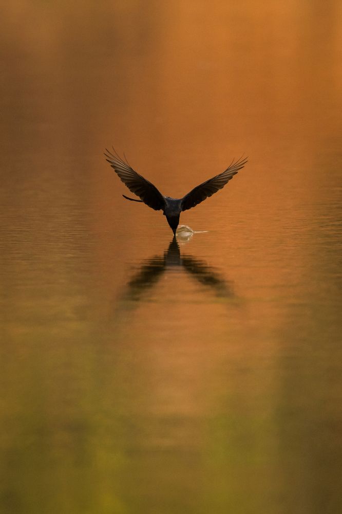 Black drongo in action