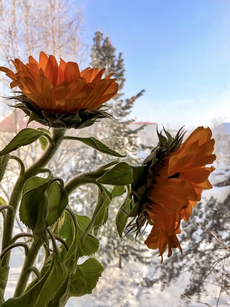 Photograph by Мария Шрейдер