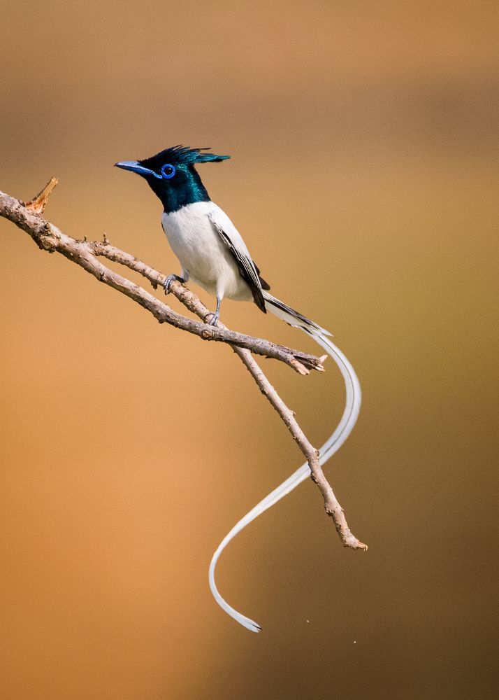 Photograph by Debashis Subudhi